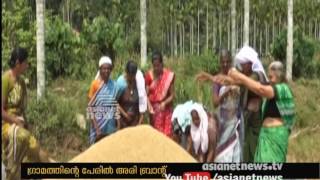 Harvesting festival at Payyanur Korom