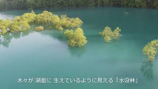 湖面に生える水没林「秋田仙北市」鎧畑ダム秋扇湖