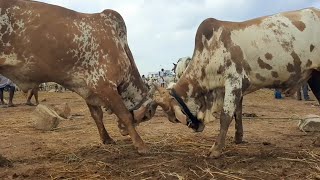 Bulls fighting funny video | Bull fight in street | ox fight