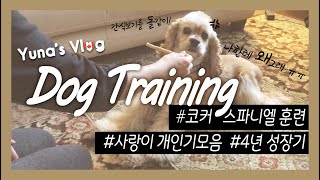 [캐나다 VLOG] 🐶코커스파니엘 강아지 훈련 + 사랑이의 개인기와 4년 성장기 모음, 애들과 같이 컸네