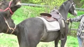 aborable Horse six video