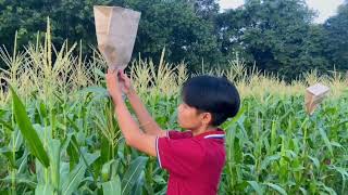 การผสมพันธุ์ข้าวโพดโดยวิธีผสมข้ามและผสมตัวเอง วิชาหลักการปรับปรุงพันธุ์พืช