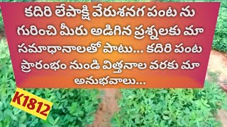 అధిక దిగుబడినిచ్చే కదిరి లేపాక్షి K1812 //Kadiri Lepakshi K1812//K1812 //Kadiri GroundNut Varient