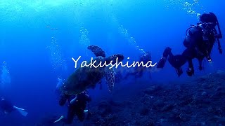 【CUCURU MOVIE】もののけの森！2018屋久島ツアー【ダイビングの世界】Diving in YAKUSHIMA