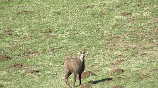 Le sifflement du chamois