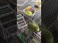 キャップを瓶の中から落として遊ぶインコ