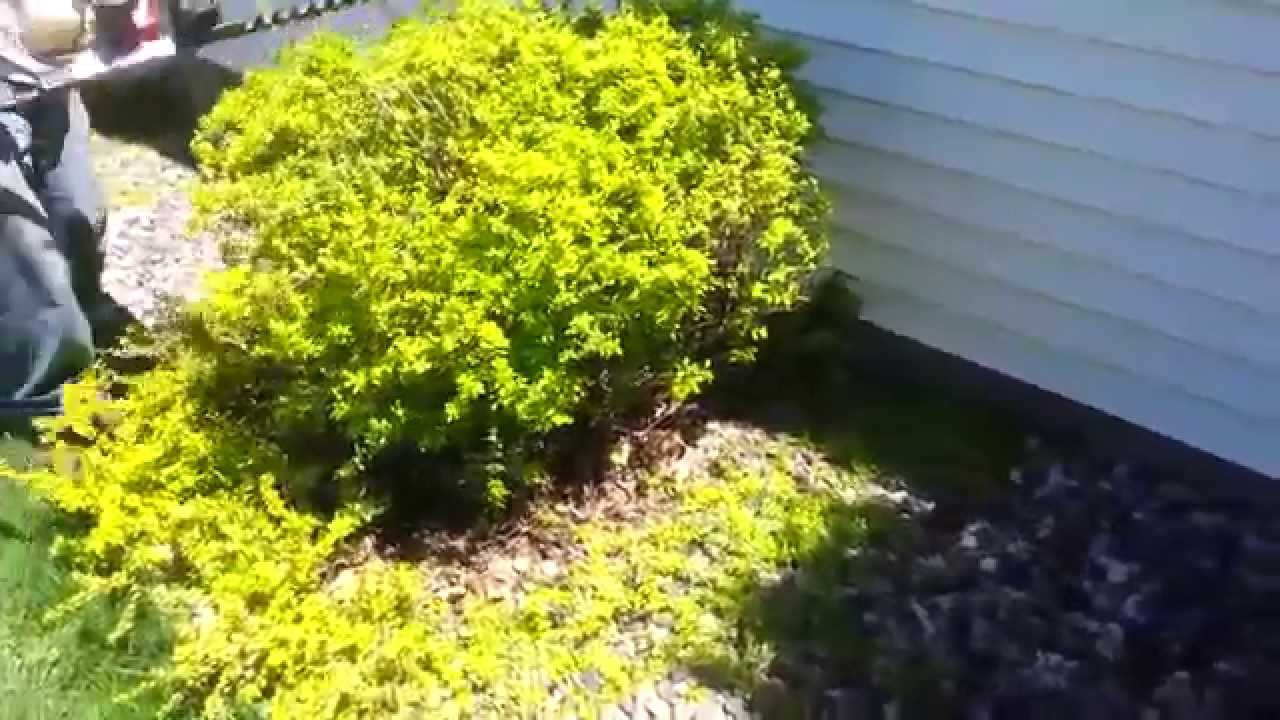 Bush Trimming 101 Youtube