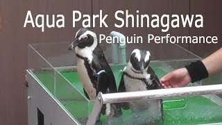 アクアパーク品川「ペンギンのショー」2019/ Aqua Park Shinagawa「Penguin」