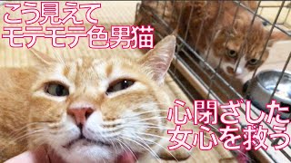 街の色男猫、心を閉ざした女王猫に寄り添う The lady‐killer-cat 'Cha-bo' had come