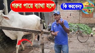 গরুর পায়ে ব্যাথা ।। গাভীর পায়ে ব্যাথা হলে । cow laminitis