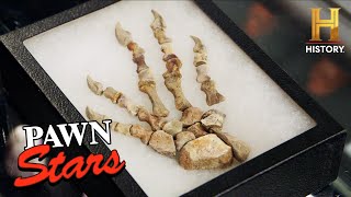 Pawn Stars: SUPER OLD Dimetrodon Fossil is SUPER PRICEY (Season 21)