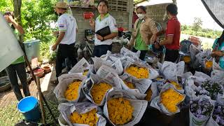 สวนดอกเบญจมาศบ้านตาติด มาดูการรวมกลุ่มกันแลกเปลี่ยนความรู้ของกลุ่มเกษตรกรรุ่นใหม่ YSFภาคอีสานล่าง