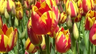 Tulip 'Colour Spectacle' - FarmerGracy.co.uk