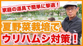 家庭菜園や農園の夏野菜栽培でウリ科野菜は要注意！簡単にウリハムシを撃退できる害虫対策のコツを徹底解説！【農家直伝】Cucurbitaceous vegetables pest control.