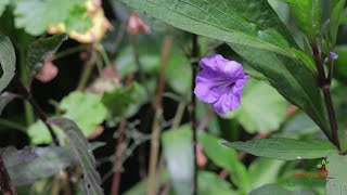 The Mexican Petunias(Ruellia Brittoniana): Plant Care and Propagation of this Colourful Plant.