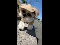 シーズー犬はこんな場所まで歩いちゃう！ shorts shih tzu dogs walk in places like this.