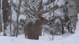 Nova Scotia Record Book Crossbow Buck 2018