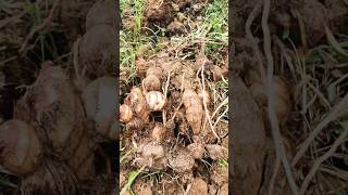 🔥🔥ବିଲ ରେ ଖୋଳିଲେ ବାହାରୁଚି ସୁନା 🔥🔥#colocasia #farming #villagefood