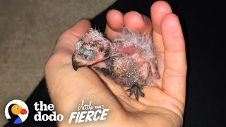 Woman Can't Believe She Found THIS in Her Ceiling | Little But Fierce