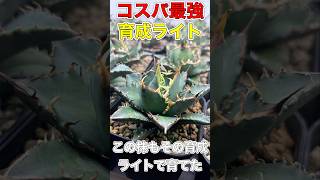 コスパ最強のアガベ育成ライトの紹介です#アガベ #観葉植物 #アガベシーザー #アガベチタノタ #アガベハデス #ガーデニング