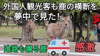 外国人観光客も鹿の横断を夢中で見た！感激🦌鹿も救急車に進路譲る😀【奈良公園】