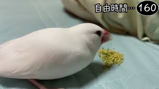 文鳥飼育日記シーズン2第652回目