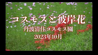 コスモスと彼岸花のコラボが美しい　丹波清住コスモス園2023年10月