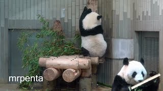 今日のシャンシャン　８月１５日　上野動物園　香香　パンダ