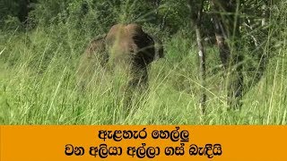 ඇළහැර හෙල්ලු වන අලියා අල්ලා ගස් බැඳීයි