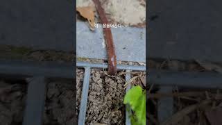 #Have you ever seen a giant earthworm go into the ground?  Take the world's first  lol#Earthworm