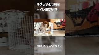 【犬のトイレ】わんちゃんの排泄の促しには声掛けも大事！ドッグトレーナーによる実際のトレーニング中の様子！