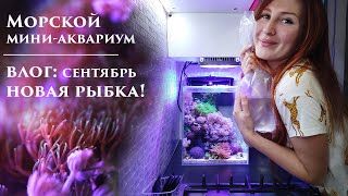 Море 30л влог: Новая рыбка! Снова про добавки. Фито и зоо планктон.