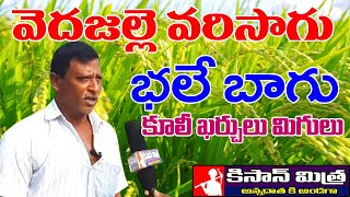 వెదజల్లే పద్ధతిలో వరి సాగు విధానం  |Veda Paddathilo Vari Sagu | Paddy Cultivation |