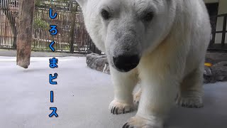 しろくまピース真夏のプール遊び。とべ動物園にて。