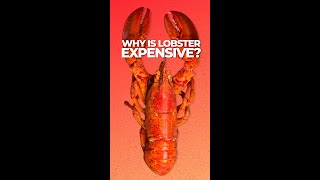 Why is lobster so expensive?