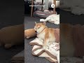 tvを見ながらの寝落ちがきもちいい…📺｜peco 柴犬 赤柴 茶柴 柴犬のいる暮らし 柴犬大好き shiba shibainu shibainulife shibainulove