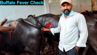 Buffalo Fever | How To Check Fever of Buffalo By Veterinary Doctor in Dairy Farm | Thermometer