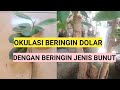 OKULASI BERINGIN DOLAR DENGAN BERINGIN BUNUT