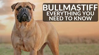 Bullmastiff 101 - Everything You Need To Know About Owning A Mastiff Puppy