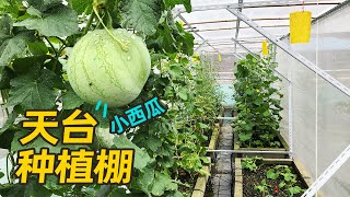 为什么我会在天台搭种植棚？