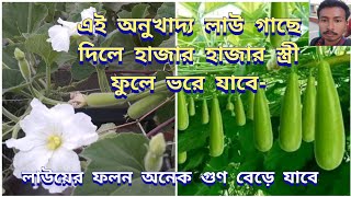 এই অনুখাদ্য লাউ গাছে দিলে হাজার হাজার স্ত্রী ফুলে ভরে যাবে-লাউয়ের ফলন অনেক গুণ বেড়ে যাবে,লাউ চাষ