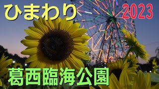 Sunflowers and Ferris Wheel - Illuminated [2023] Kasai Rinkai Park, Tokyo