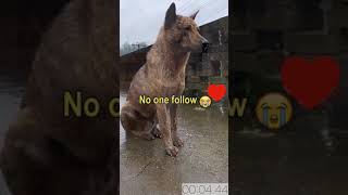 #dog vlog #viraldogvideo #shorts #youtubeshorts #sad dog #dog action #funny video 2021 #dogshorts #p