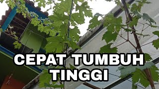 CARA CRPAT POHON ANGGUR TUMBUH TINGGI,@petani hidroponik comal