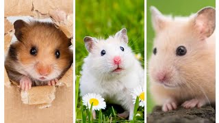 Amazing Hamster 🐹 Hamster 🐹 Sweet Hamster 🐹 Aww Hamster 🐹 RAF PETS 🐹