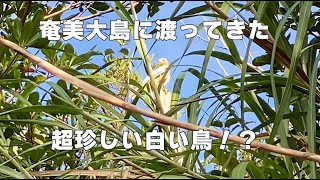 【番外編】奄美大島に渡ってきた超珍しい白い鳥！？