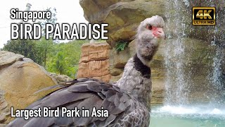 Bird Paradise - Asia's Largest Bird Park | Singapore