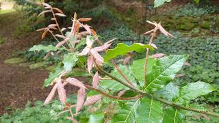 Quercus rhysophylla 'Maya' dub mexický