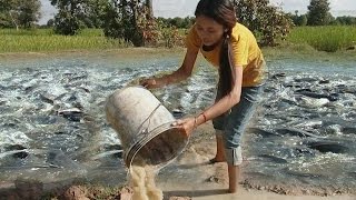 Wow Amazing Net Fishing-Beautiful girl Catch Fish by Hands- Cambodia Traditional Fishing