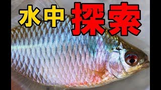 タナゴ釣りが気になるので水中探索してみた。